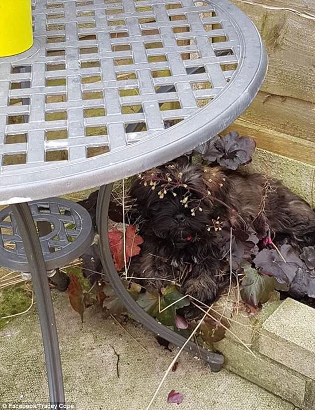 飼い主たちが投稿した「犬はどこへ行った？」寫真がネットで話題に