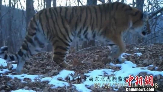 東北虎?豹國家公園の自然資源観測システムが稼働開始