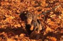 犬はどこへ行った？