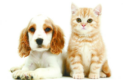 犬のほうが貓より賢い？