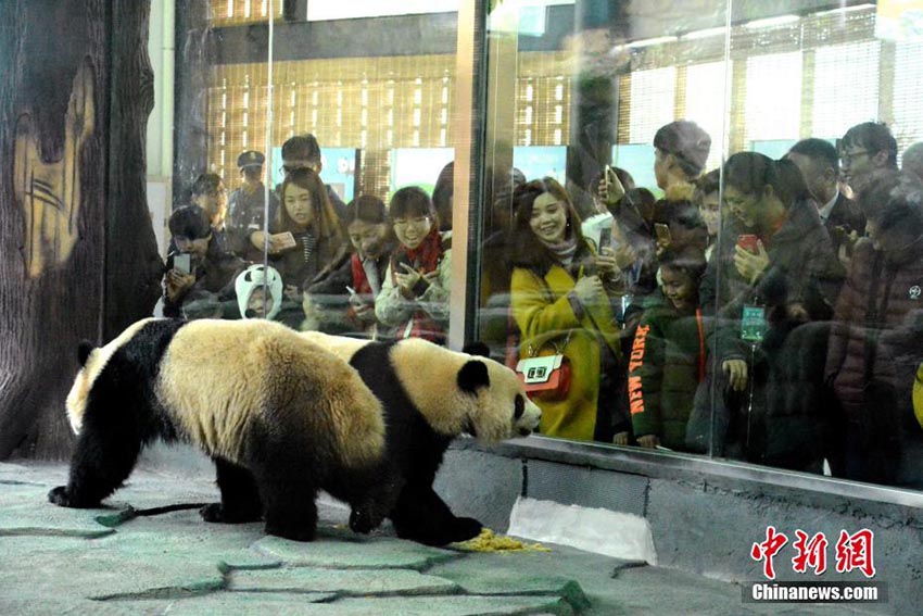 雙子のジャイアントパンダ「星語」と「星願」が福建省泉州に