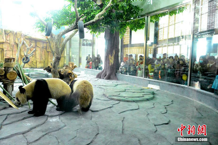 雙子のジャイアントパンダ「星語(yǔ)」と「星願(yuàn)」が福建省泉州に