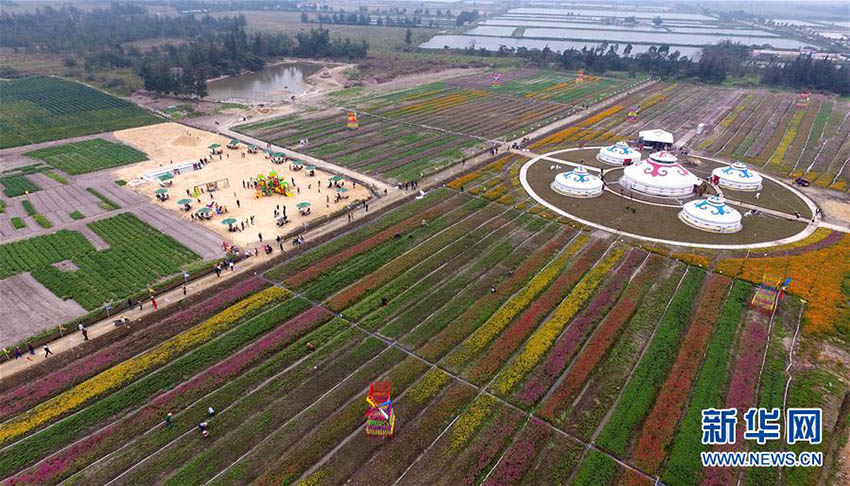 塩害被害で荒れ果てた土地、広大な花畑に生まれ変わる　海南省