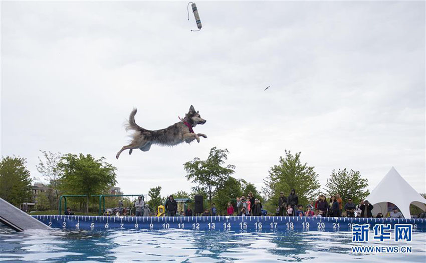間もなく戌年の新年　華麗な技を披露する世界各地の運(yùn)動(dòng)好きなワンちゃん