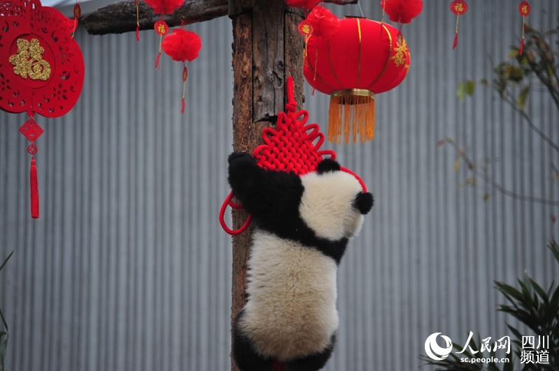 パンダの赤ちゃん17頭がかわいい新年の挨拶