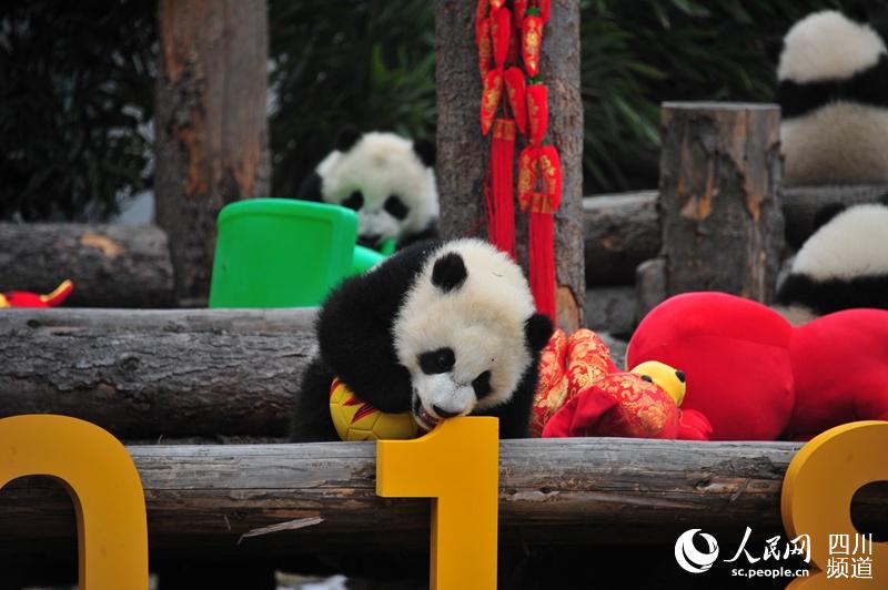 パンダの赤ちゃん17頭がかわいい新年の挨拶