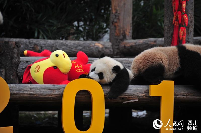 パンダの赤ちゃん17頭がかわいい新年の挨拶