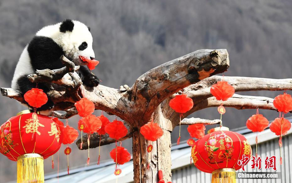 パンダの赤ちゃん17頭がかわいい新年の挨拶