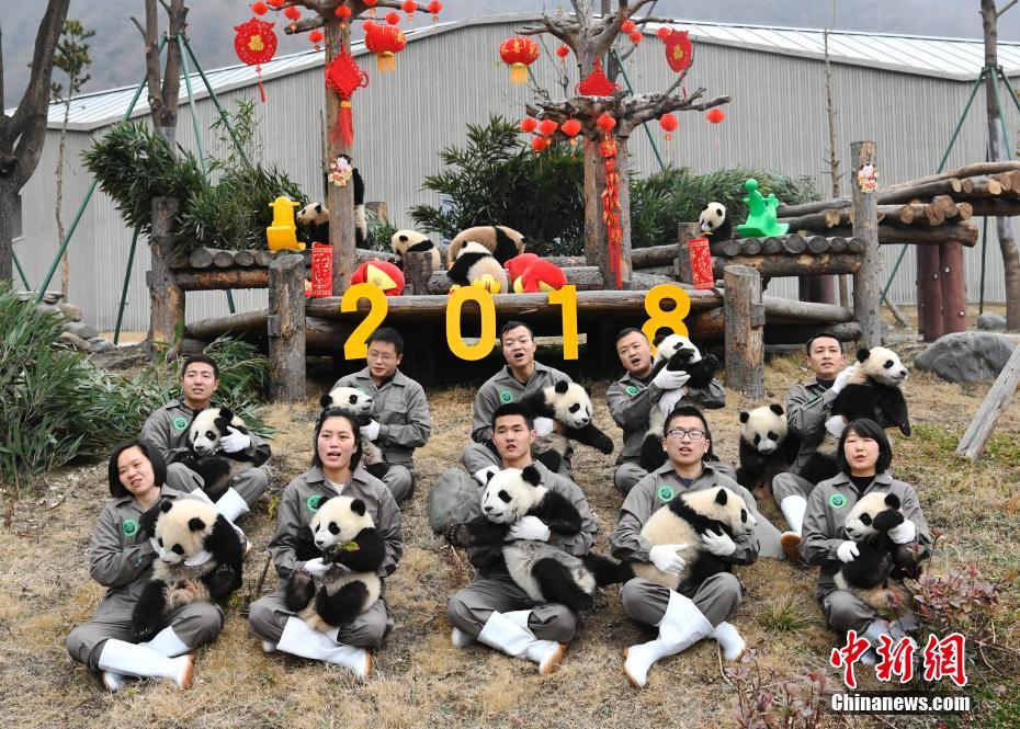 パンダの赤ちゃん17頭がかわいい新年の挨拶