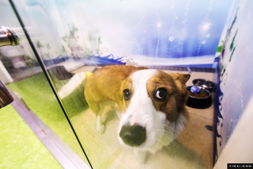 春節(jié)のペットホテルが大賑わい　手厚いサービスで安心