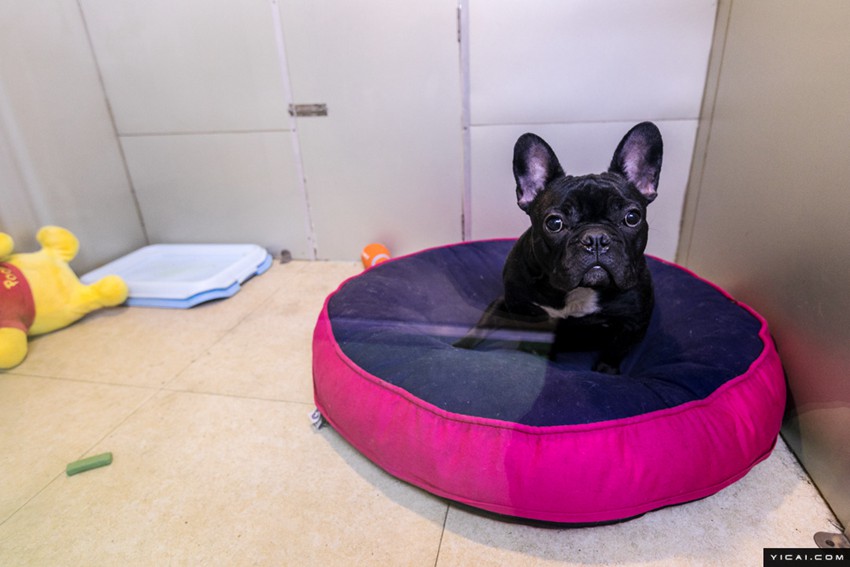 春節(jié)のペットホテルが大賑わい　手厚いサービスで安心