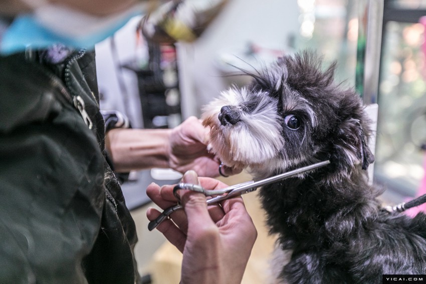 春節(jié)のペットホテルが大賑わい　手厚いサービスで安心