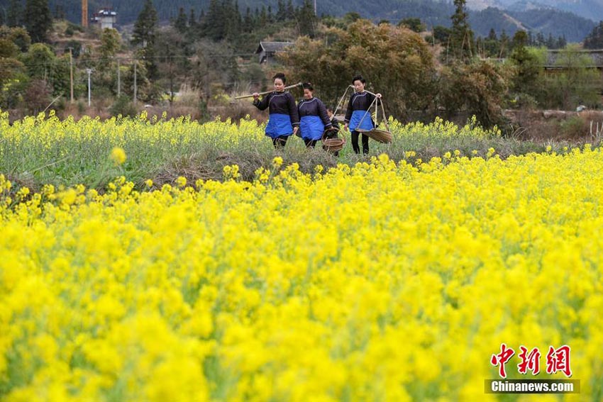 満開を迎えた菜の花畑で農(nóng)作業(yè)に勤しむ貴州トン族の人々