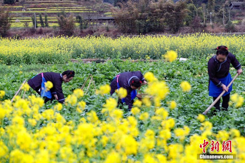 満開(kāi)を迎えた菜の花畑で農(nóng)作業(yè)に勤しむ貴州トン族の人々