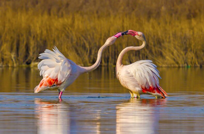 氷が融けた山西省の運(yùn)城塩湖、エサをついばむフラミンゴ