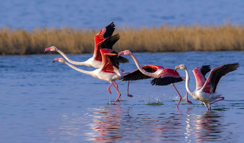 氷が融けた山西省の運(yùn)城塩湖、エサをついばむフラミンゴ