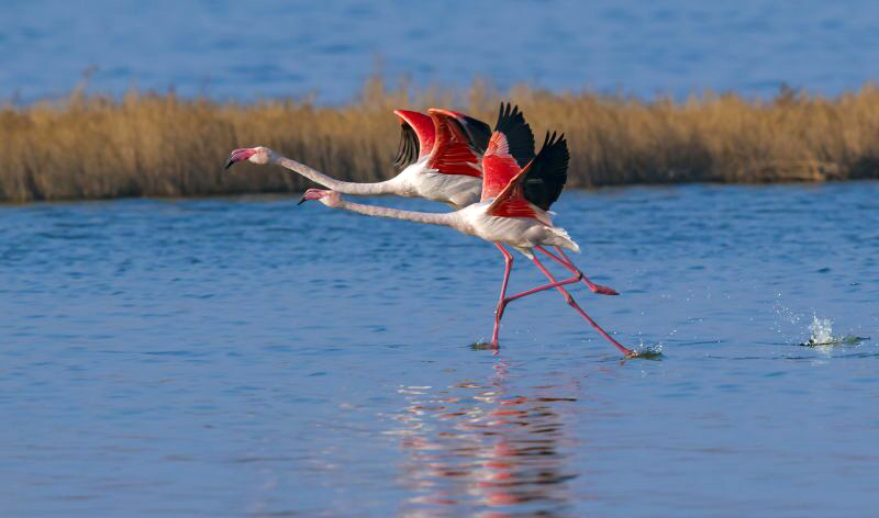 氷が融けた山西省の運城塩湖、エサをついばむフラミンゴ