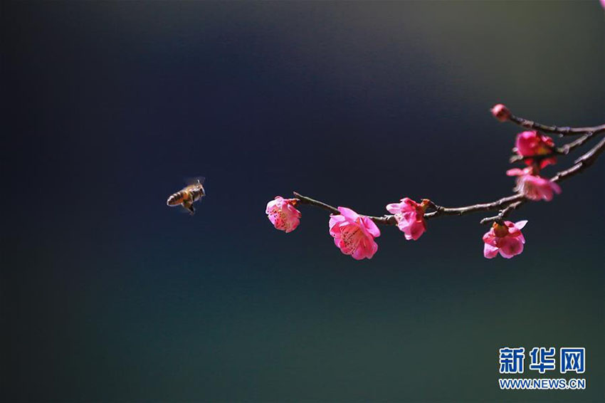 中國各地で好天続く、そこかしこに広がる春の景色