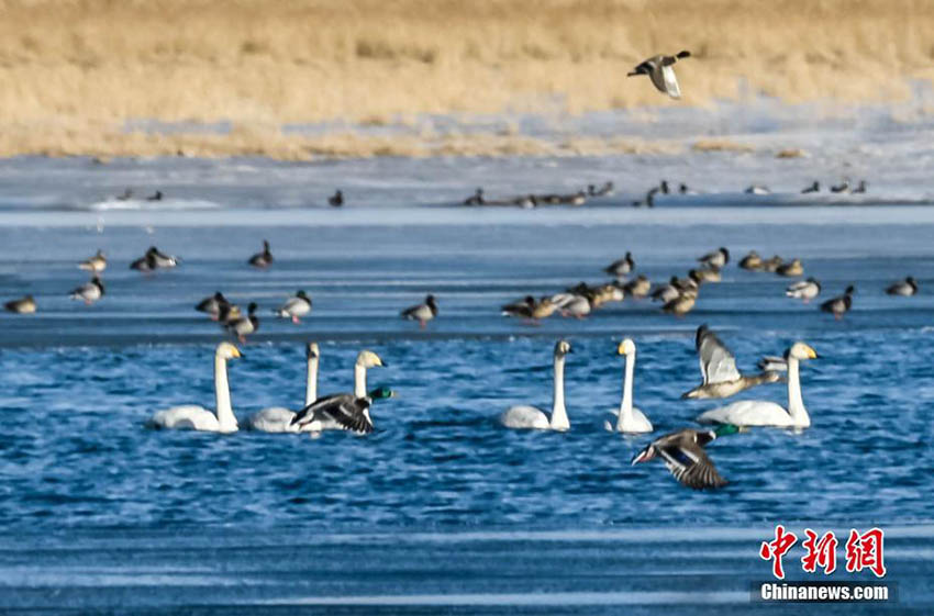 新春の敦煌砂漠に広がる水鳥の楽園