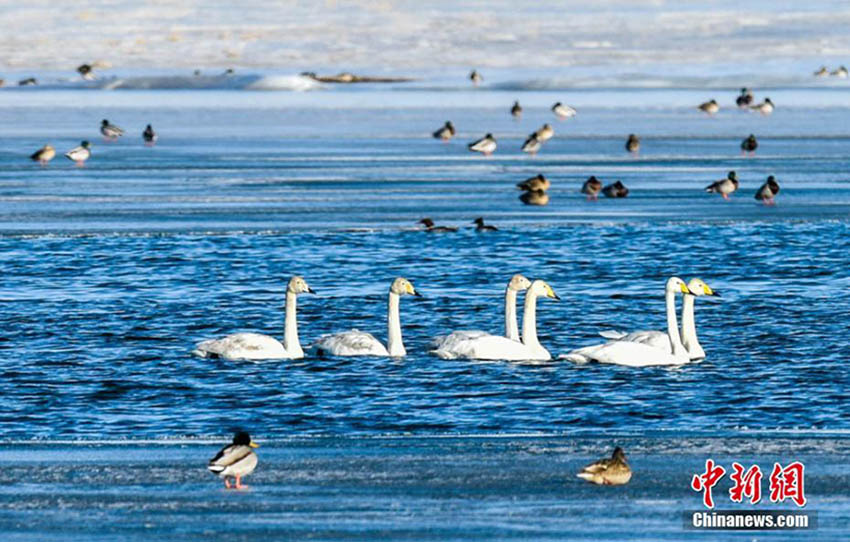 新春の敦煌砂漠に広がる水鳥(niǎo)の楽園