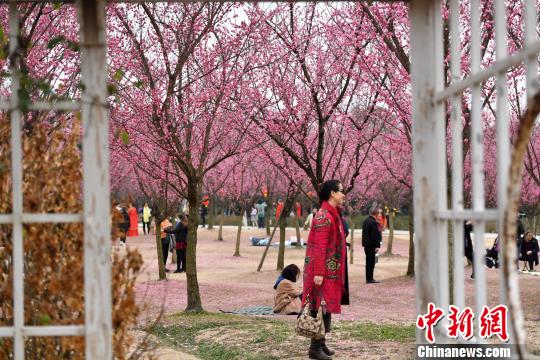 成都で紅梅が満開に　多くの市民が押し寄せ花愛でる