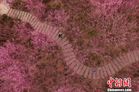 成都で紅梅が満開に　多くの市民が押し寄せ花愛でる