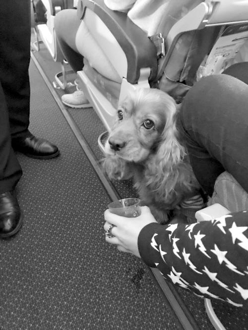 航空機(jī)キャビンに搭乗可能なペット「セラピードッグ」