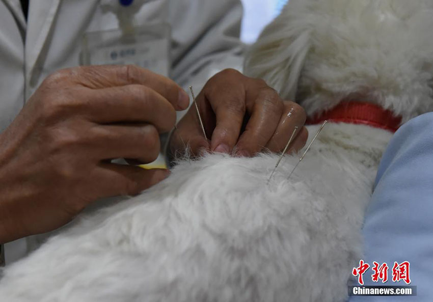 動(dòng)物にも鍼灸治療？「中獣醫(yī)學(xué)」を取り入れた重慶の動(dòng)物病院