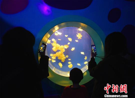 湖北省の海洋萌寵楽園がオープン　世界の30種類(lèi)以上のクラゲを展示