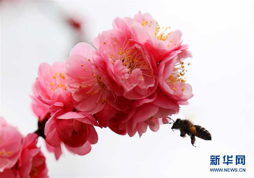 中國各地に春らしい景色次々と