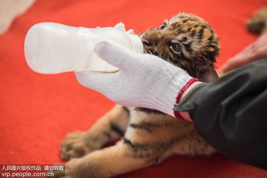 杭州野生動(dòng)物世界で華南トラの三つ子が一般公開(kāi)