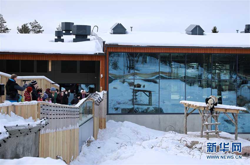 フィンランドの動(dòng)物園にパンダ館オープン　2頭のパンダが一般公開(kāi)