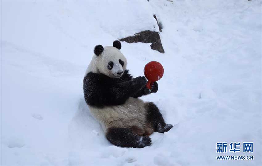 フィンランドの動(dòng)物園にパンダ館オープン　2頭のパンダが一般公開