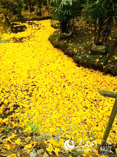 モーメンツで話題沸騰の広州市竹洞村の「黃金色の花道」