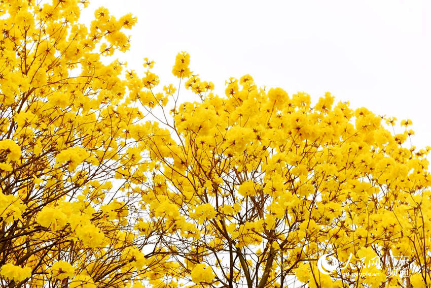 モーメンツで話題沸騰の広州市竹洞村の「黃金色の花道」