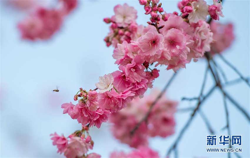 昆明市円通山公園の桜の花が一斉に開(kāi)花　雲(yún)南省