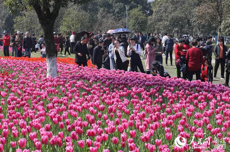 満開のチューリップに大勢(shì)の観光客　寧波