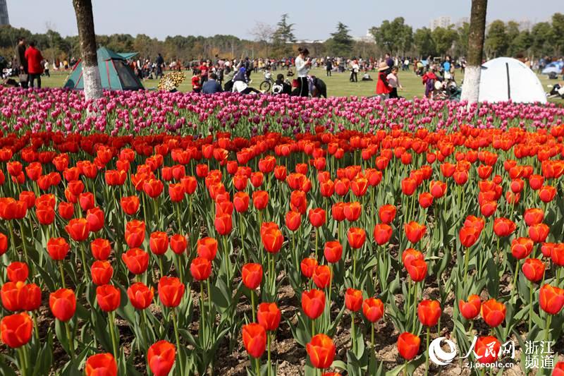 満開のチューリップに大勢の観光客　寧波