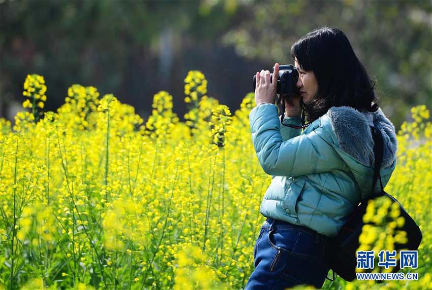 福建省各地で開花シーズンを迎えた春の花々