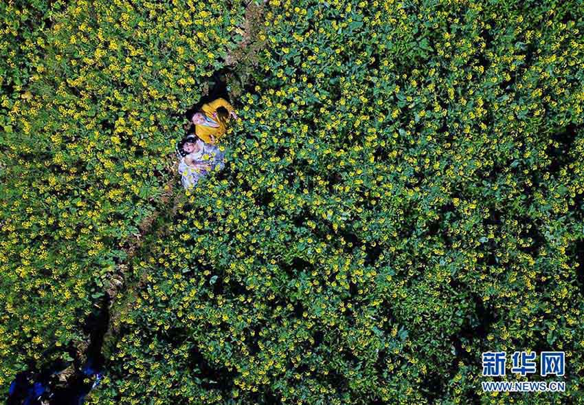 福建省各地で開花シーズンを迎えた春の花々