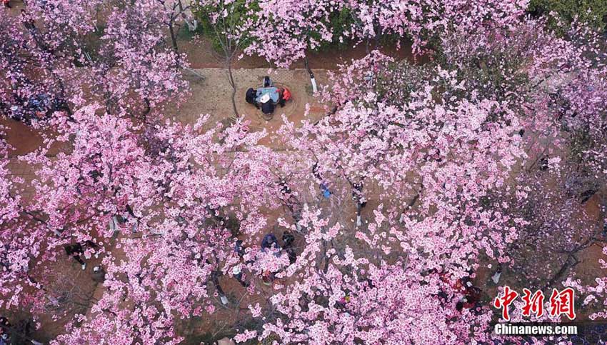 昆明市の圓通山で桜の花が満開　花見を楽しむ人々