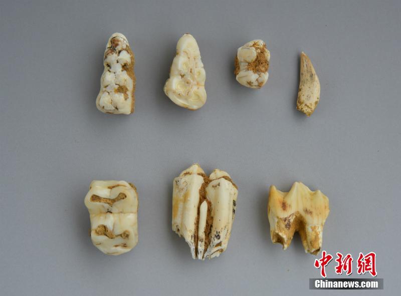 広西壯族自治區(qū)で1萬(wàn)6千年前の人類の頭蓋骨化石を発見