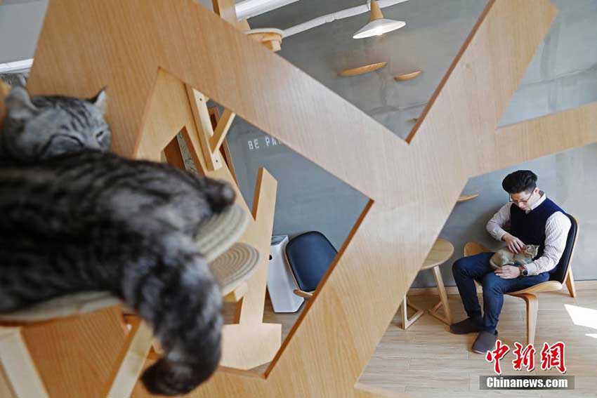癒されながらコーヒーを楽しむネコカフェ　中國大陸部でも次々オープン