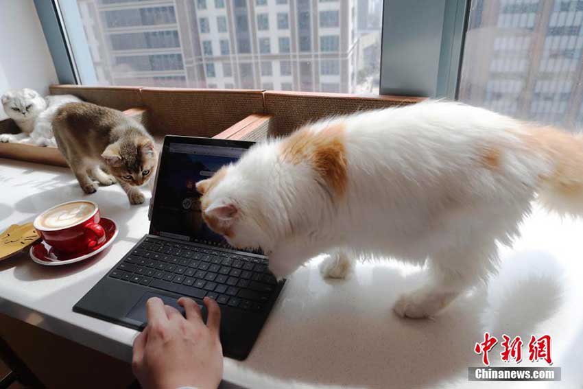 癒されながらコーヒーを楽しむネコカフェ　中國(guó)大陸部でも次々オープン