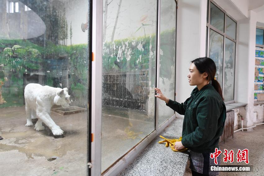 吉林省の虎園で飼育員として働く女性　「チャレンジに満ちた仕事」