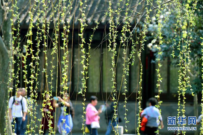 蘇州拙政園に春の訪れ　江蘇省