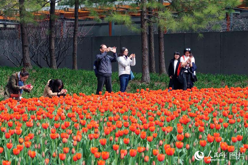 春の花々が開花した靜安雕塑公園　多くの上海市民が押し寄せる