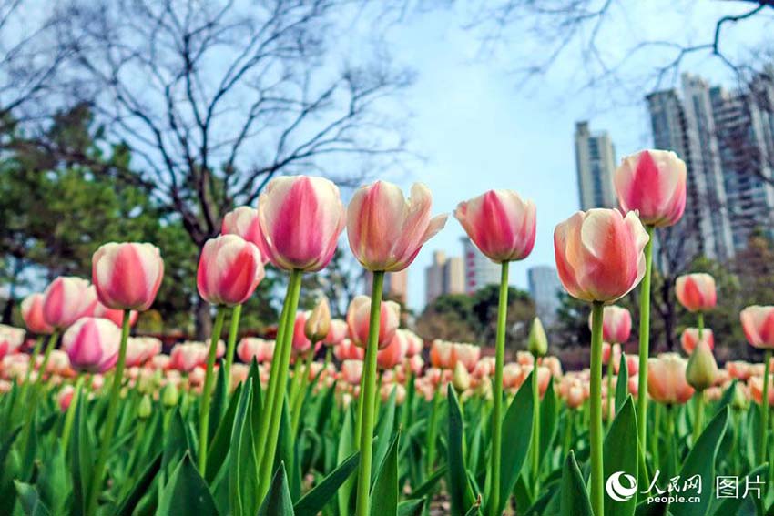 春の花々が開花した靜安雕塑公園　多くの上海市民が押し寄せる