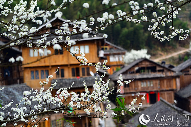 色鮮やかな花咲き誇る　広西壯族自治區(qū)小寨村の春の景色