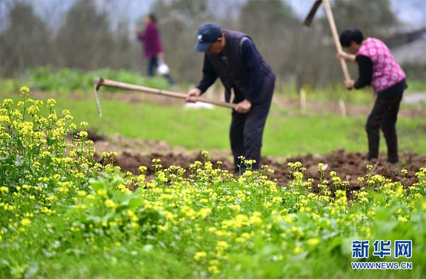 春到來、忙しさ増す農(nóng)作業(yè)